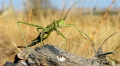 Степу добка