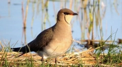 Степ тіркушка