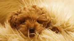 Стерилізація та стан вовни собак