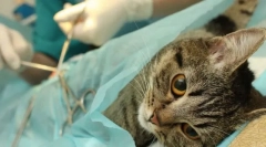 Стерилізація кішки