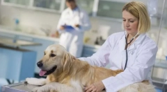 Стерилізація собаки