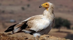 Звичайна границя