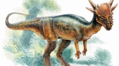 Фігмомолох