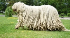 Розведення порід собак