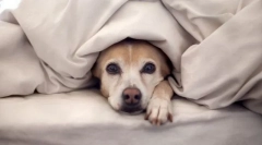 Побоювання собаки