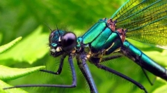 Dragonfly beauty-girl