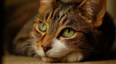 Стрес у кішці