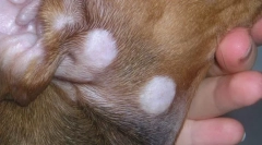 Стригучий лишай