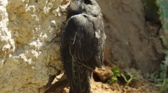 Утруднення