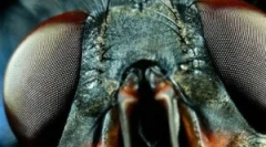 Структура очей і бачення мух