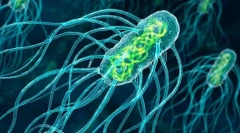 Будівництво та особливості мікроорганізмів