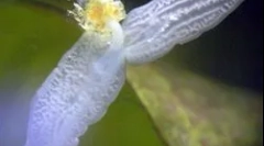 Структура та особливості планаріуму