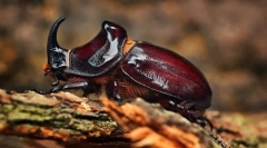 Будівельні комахи