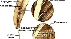 Структура перо