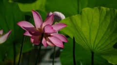 Структура рослин. Визначення та концепції