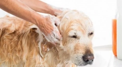 Структура шкіри собаки