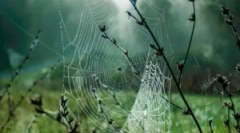 Структура, склад та види павутин