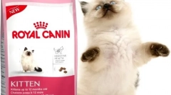Суха їжа для котів royal kanin: найкраща якість у категорії цін