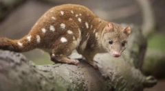 Дитяча кукурудза