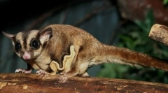 Храмовий літаючий