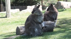 Храмові тварини