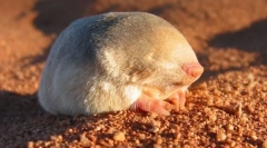 Літній моль