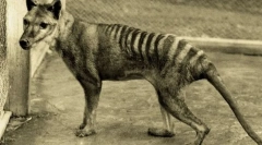 Літній вовк