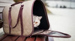 Сумка-носіння для кішок: зручна подорож для домашніх тварин