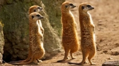 Meerkat (фото): смішні годинники, що завжди попереджують