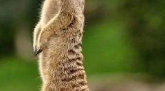Meerkat