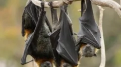 Існування летючої миші взимку