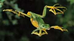 Є летячі жаби?