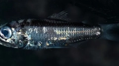 Світяться анчоуси