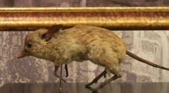 Свинячий гангстер