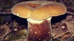 Товста свиняча