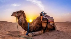 Секрети верблюдів. Як вони одомашно