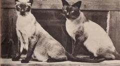 Тайські та сиамські кішки: подібності та відмінності