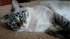 Тайські кішки кольорові tabby point