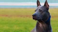 Тайські породи собак