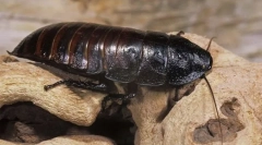 Tracakan-cryptrutrut