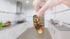 Таргани на кухні: способи захисту та знищення