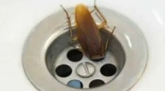 Таргани у ванній кімнаті та туалеті