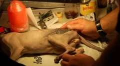 Татуювання для кішки, або жорстока мода для тварин