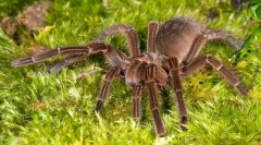 Терафоз блондинка