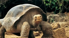 Термін тварини