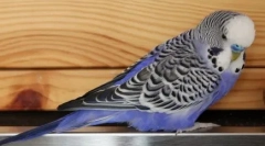 Пацієнтський кот і нав'язливий папуга: відео, де відтворюється з пухнастою твариною