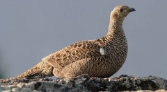 Тетрієв (фото): реальний pijon з лісу