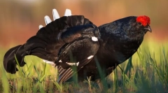 Теверова-кошач