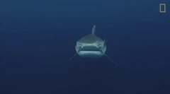 Тигрова акула - одна з найнебезпечніших акул у світі