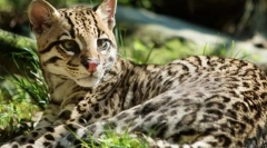 Тигровий кіт